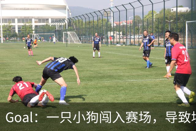 Goal：一只小狗闯入赛场，导致埃及联赛中断